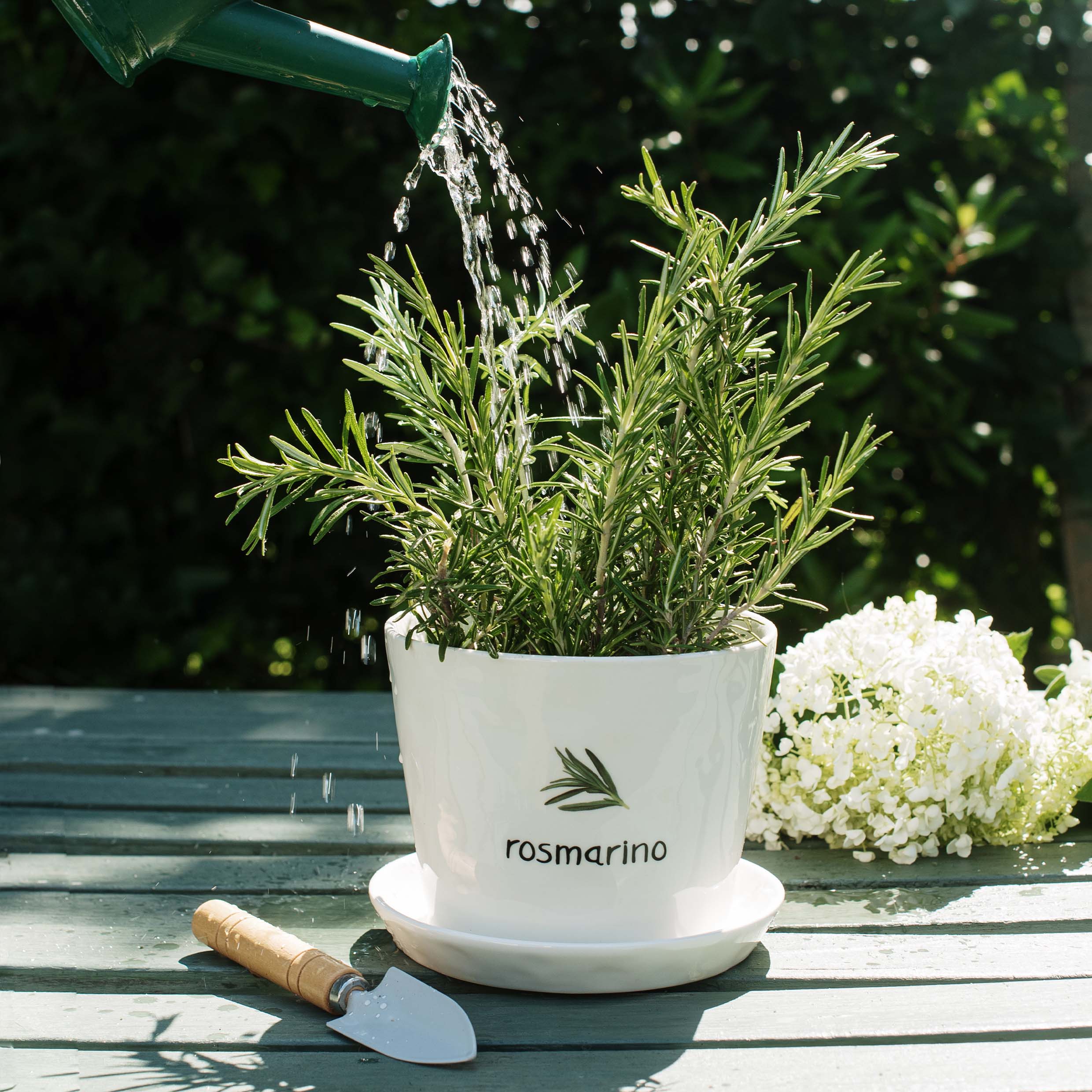 Erbe aromatiche: come coltivarle in casa - Sale&Pepe Erbe aromatiche: come coltivarle in casa - Sale&Pepe
